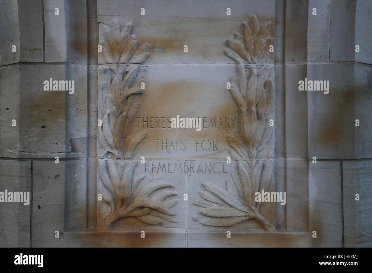 Rosemary that's for remembrance Stock Photo Alamy