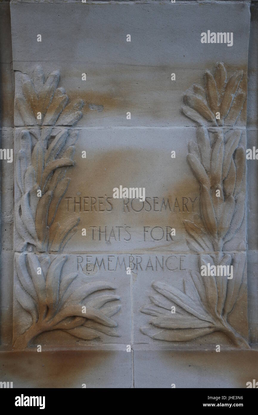 Rosemary that's for remembrance Stock Photo Alamy