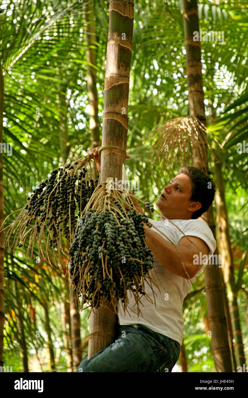 Man Climbing a Tree, Belém, Pará, Brazil Stock Photo - Alamy