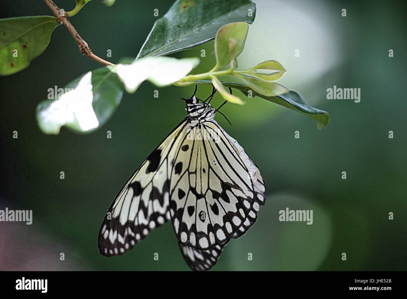 Paper Kite Butterfly Stock Photo Alamy