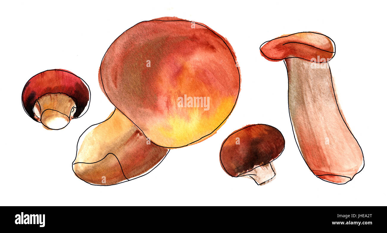 Watercolor and ink mushrooms drawings on white background Stock Photo