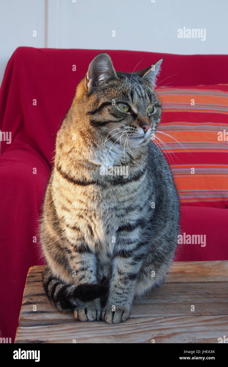 cat resting on couch Stock Photo