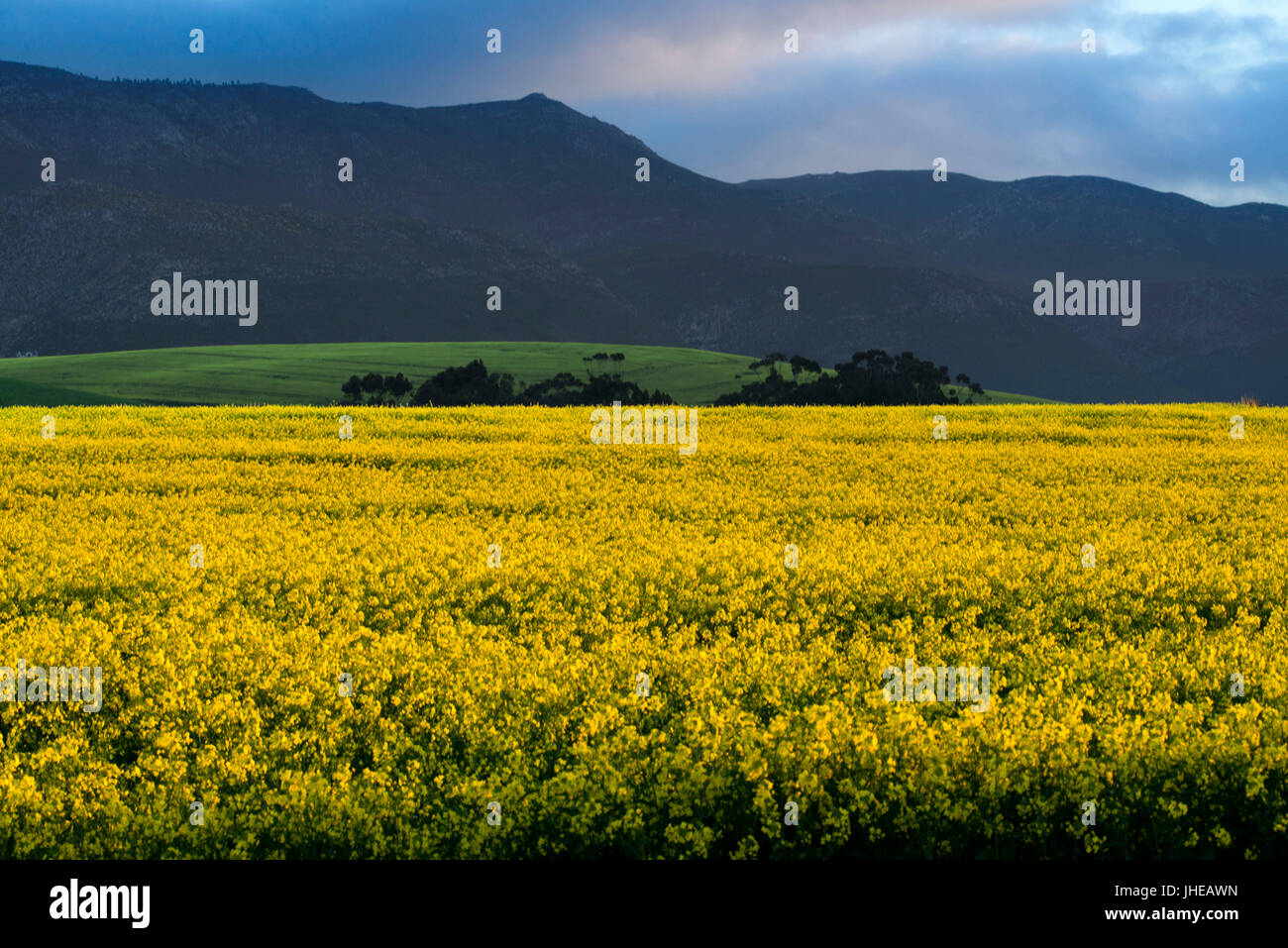 Exotic south african plants hires stock photography and images Alamy
