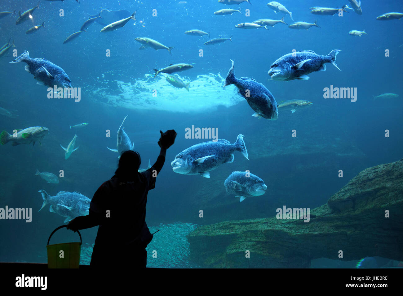 Aquarium Fish Collection High Resolution Stock Photography and Images -  Alamy