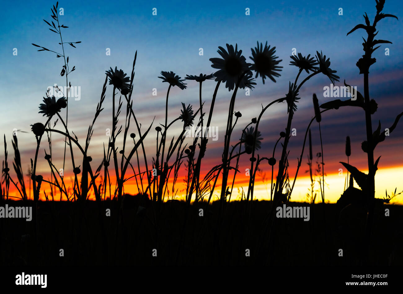 Wildflowers field sunset hi-res stock photography and images - Alamy