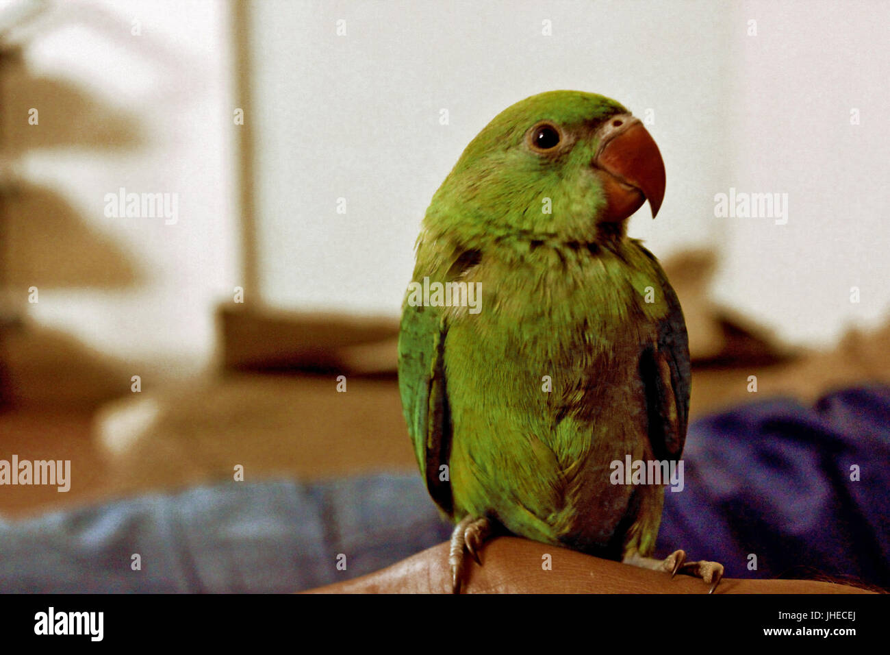 2015-07-Life-of-Pix-free-stock-photos-green-parrot-nabeel Stock Photo
