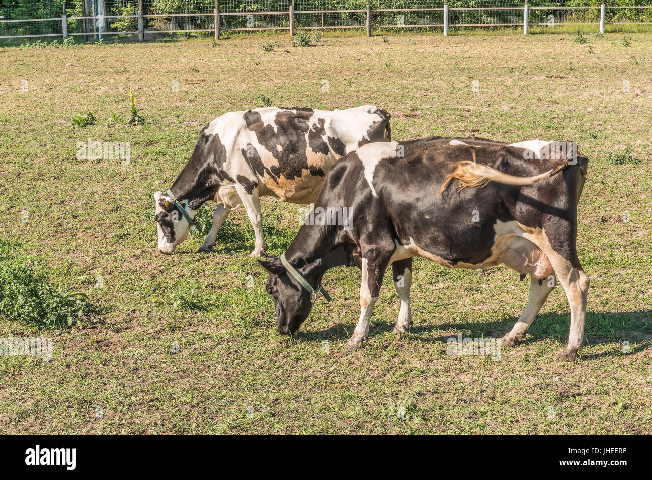 Two white cows on black background hi-res stock photography and images ...