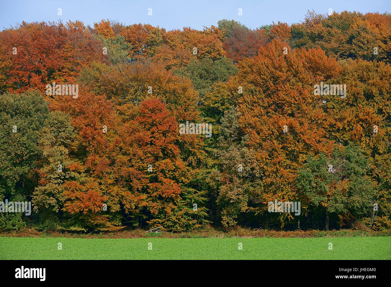 Deciduous forest in autumn, North RhineWestphalia, Germany Laubwald im Herbst, Nordrhein