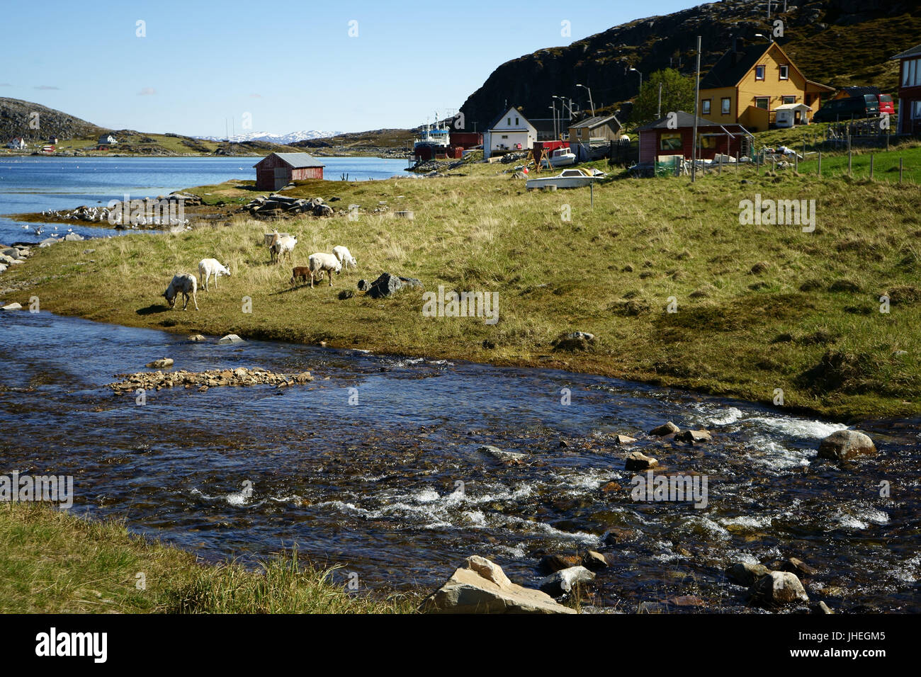Forsel village north of Hammerfest, Kvaloya island, rendeer grazing, Northern Norway Stock Photo