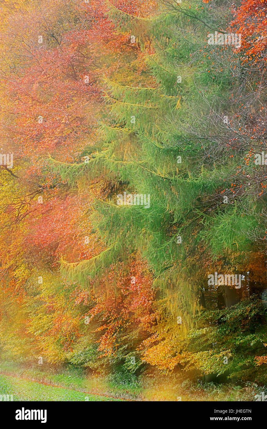Mixed forest in autumn, North Rhine-Westphalia, Germany | Mischwald im Herbst, Nordrhein-Westfalen, Deutschland Stock Photo