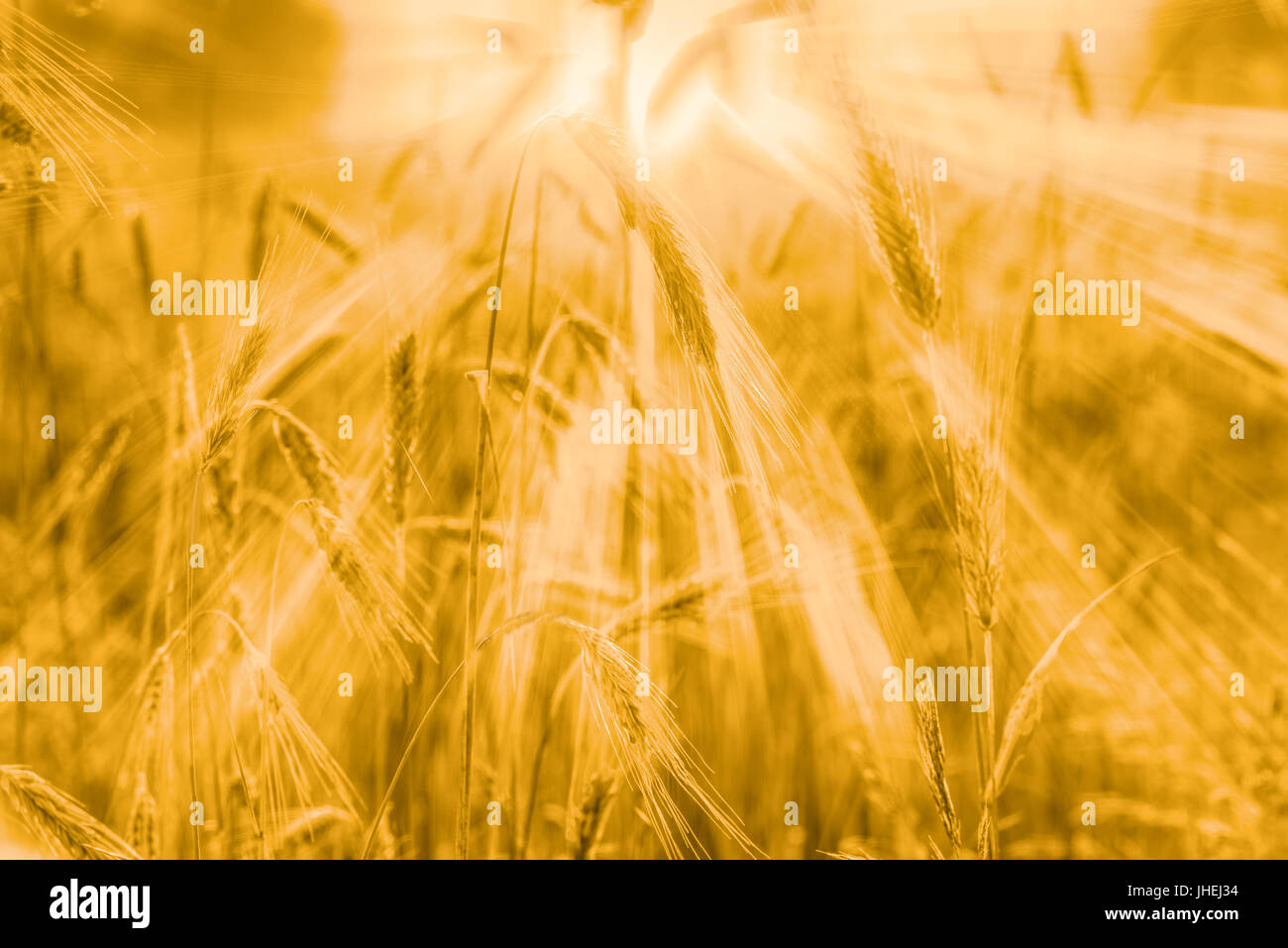 A field of wheat in the sun with a defocused background. Selective focus of the rye ears, nature background with copy space. Cereal plants in the sun. Stock Photo