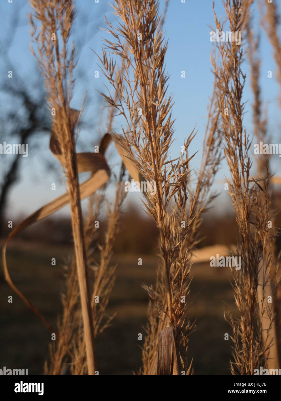 Perennial reed grass morphology hi-res stock photography and images - Alamy