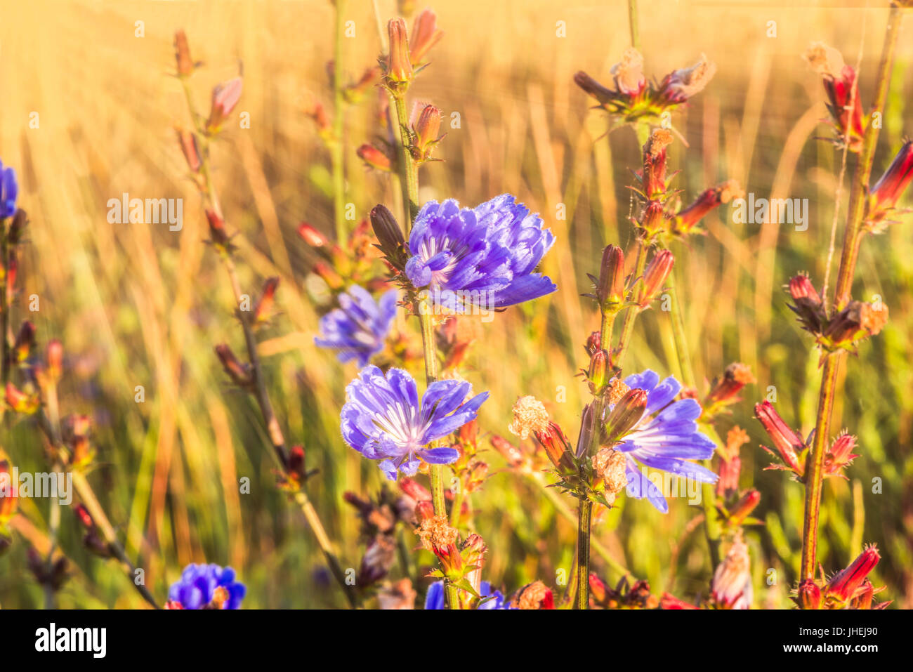 Blue flowers of wild chicory in the field in the rays of dawn. Stock Photo