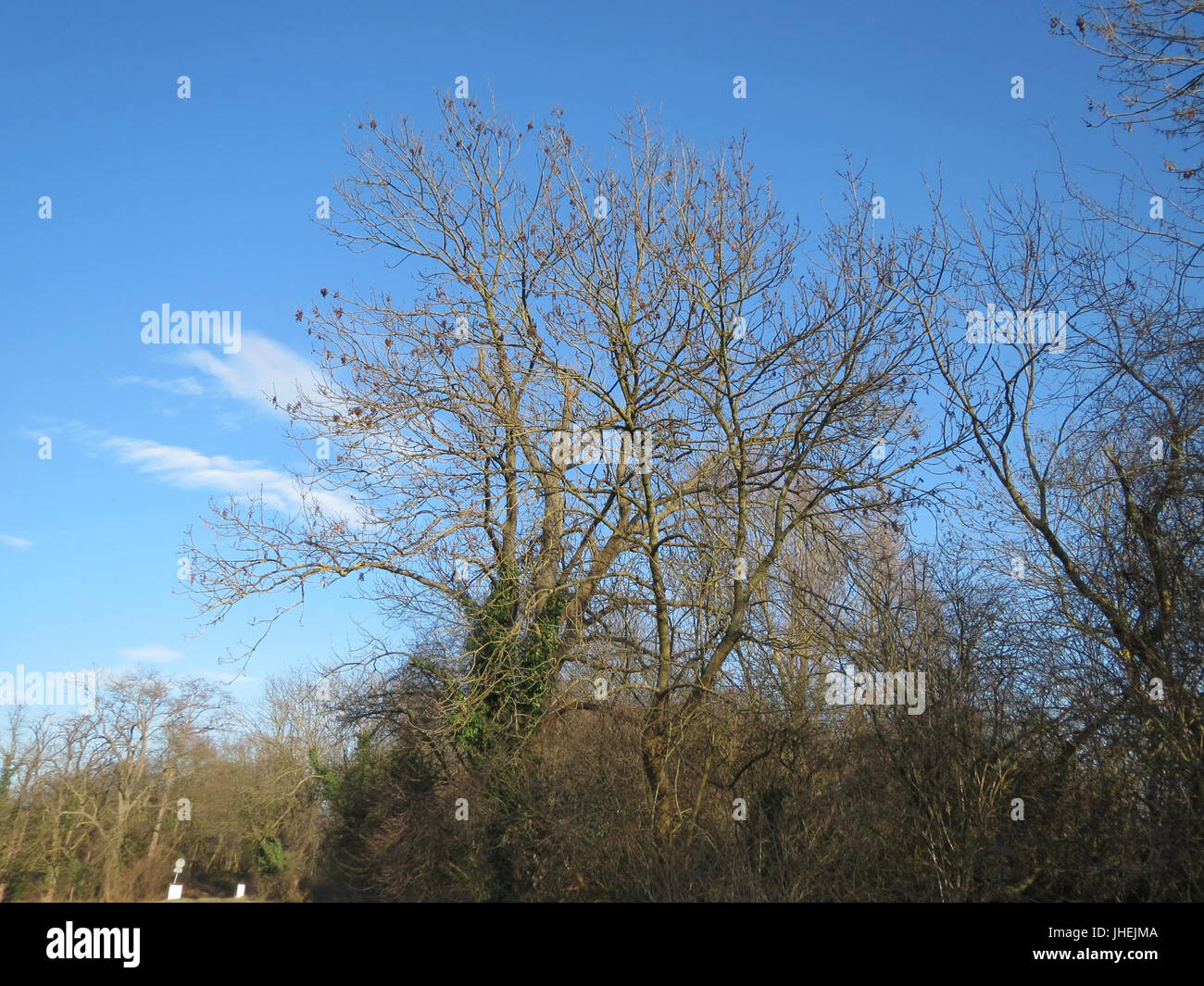 Tall ash trees hi-res stock photography and images - Alamy