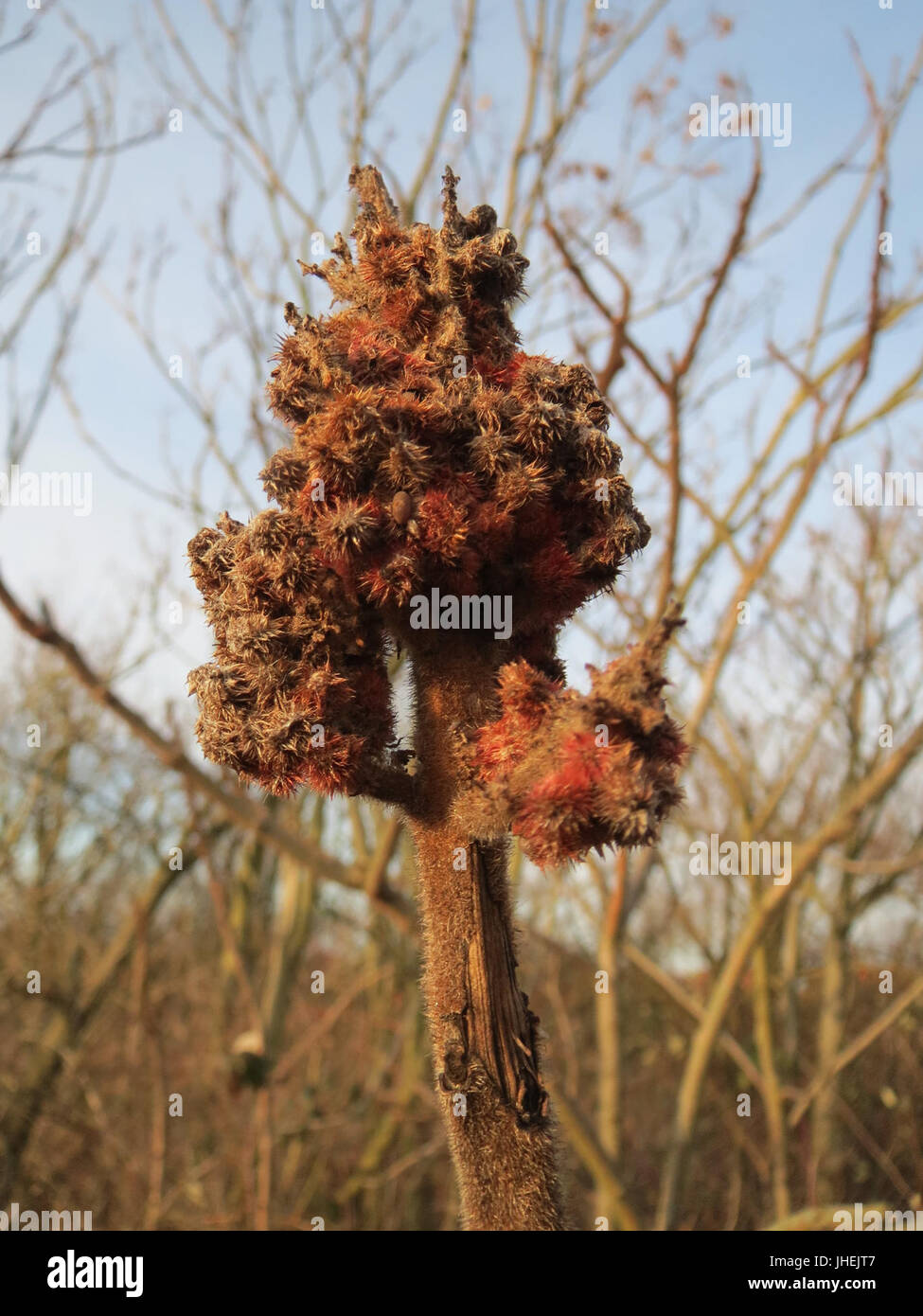 Small sumac tree hi-res stock photography and images - Alamy