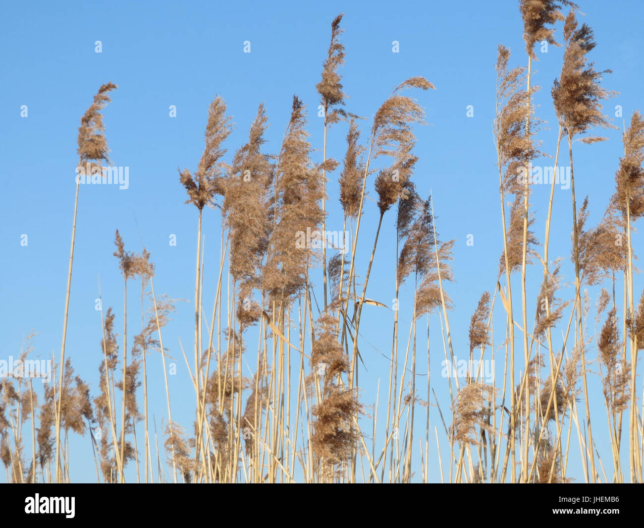 Perennial reed grass morphology hi-res stock photography and images - Alamy