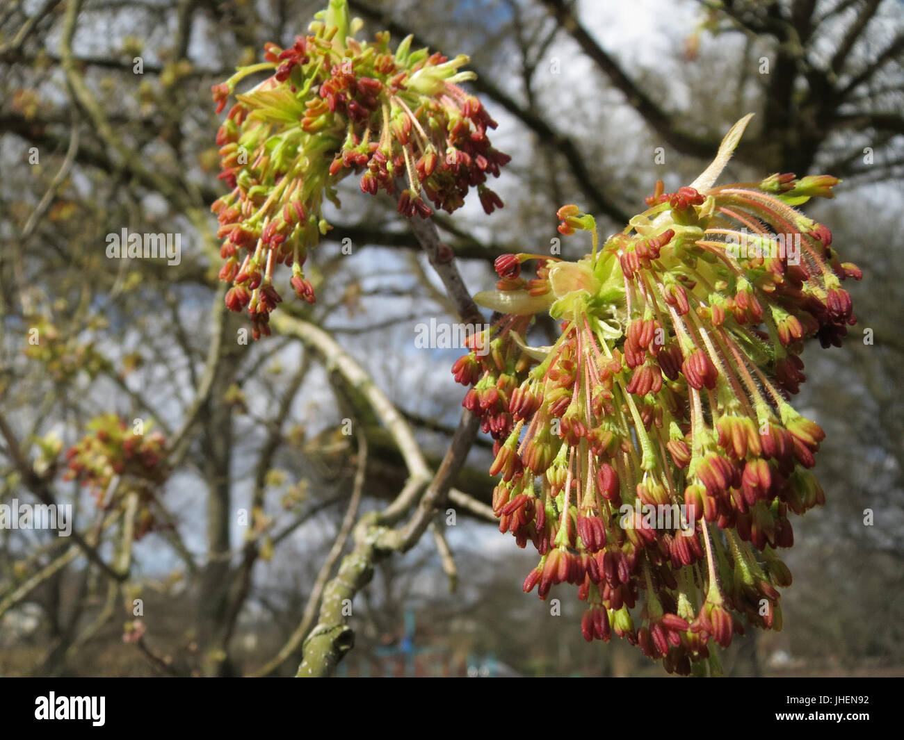 Boxelder illustration hi-res stock photography and images - Alamy