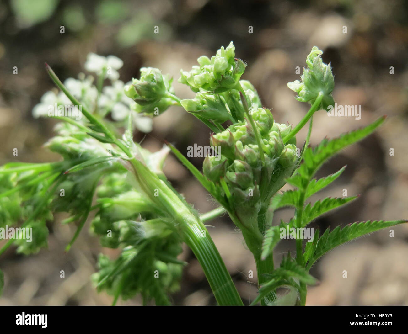 Plant anthriscus sylvestris hi-res stock photography and images - Alamy