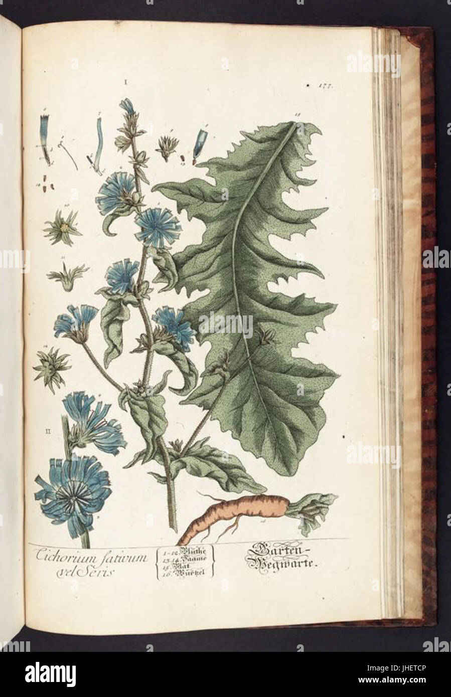 Herbarium Blackwellianum emendatum et auctum, id est, Elisabethae Blackwell collectio stirpium (Plate 177) BHL291497 Stock Photo