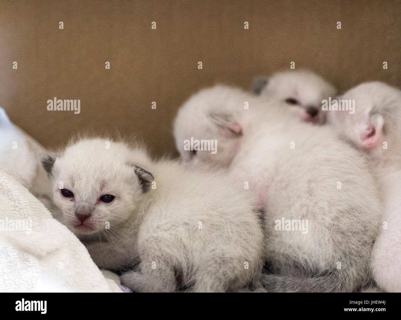 Four newborn baby cats snuggled in a cardboard box Stock Photo