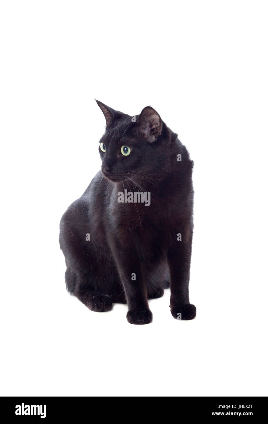 Black cat with yellow eyes isolated on a whit background Stock Photo