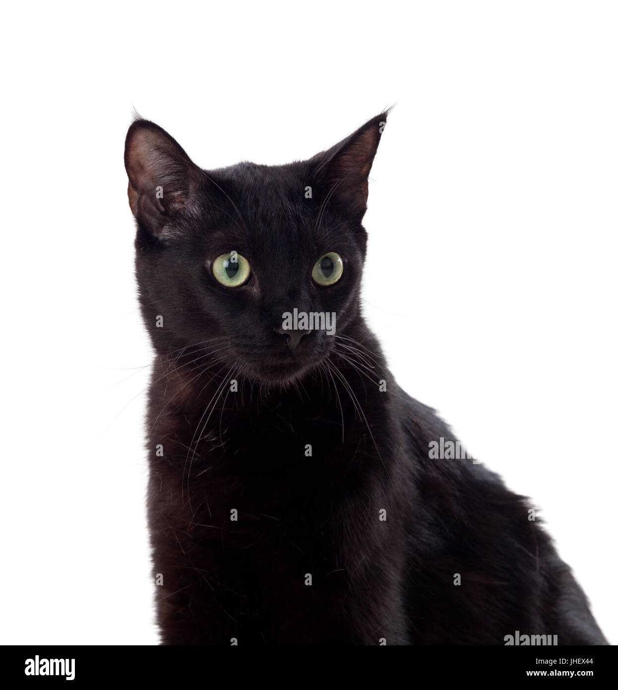 Black cat with yellow eyes isolated on a whit background Stock Photo