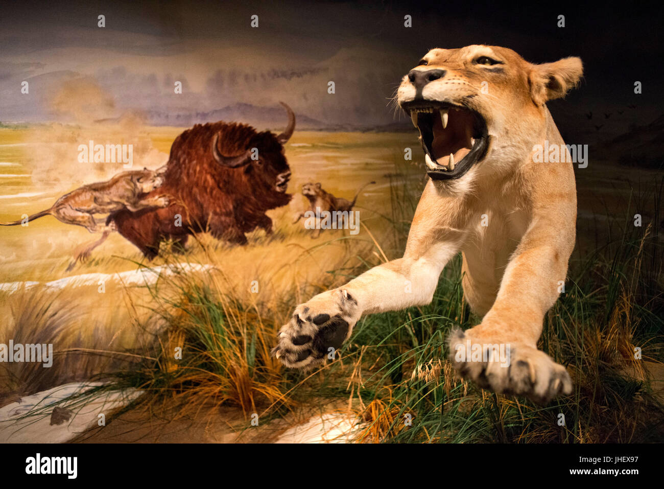 prehistoric predators american lion