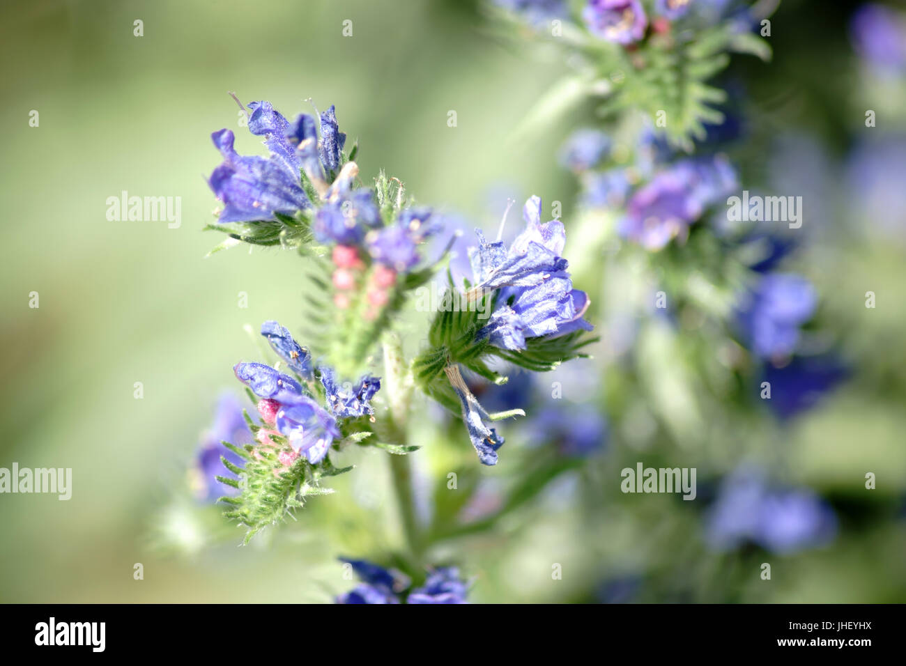 The closeup of the blue flowers of the herbaceous wild plant Blueweed or Vipers bugloss. Stock Photo
