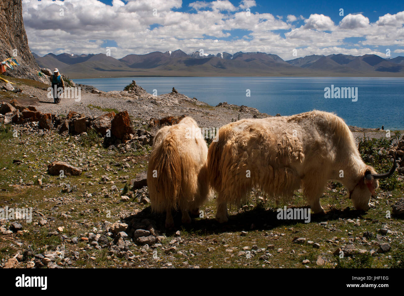 White yaks in Nam Tso Lake (Nam Co) in Nyainqentanglha mountains, Tibet. Stock Photo