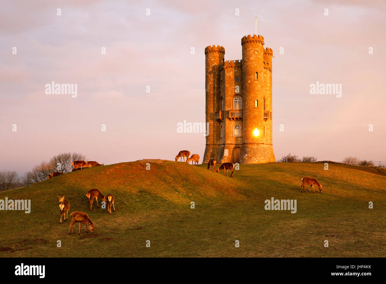 Broadway Tower with Deer at sunrise, Broadway, Worcestershire, England, United Kingdom, Europe Stock Photo
