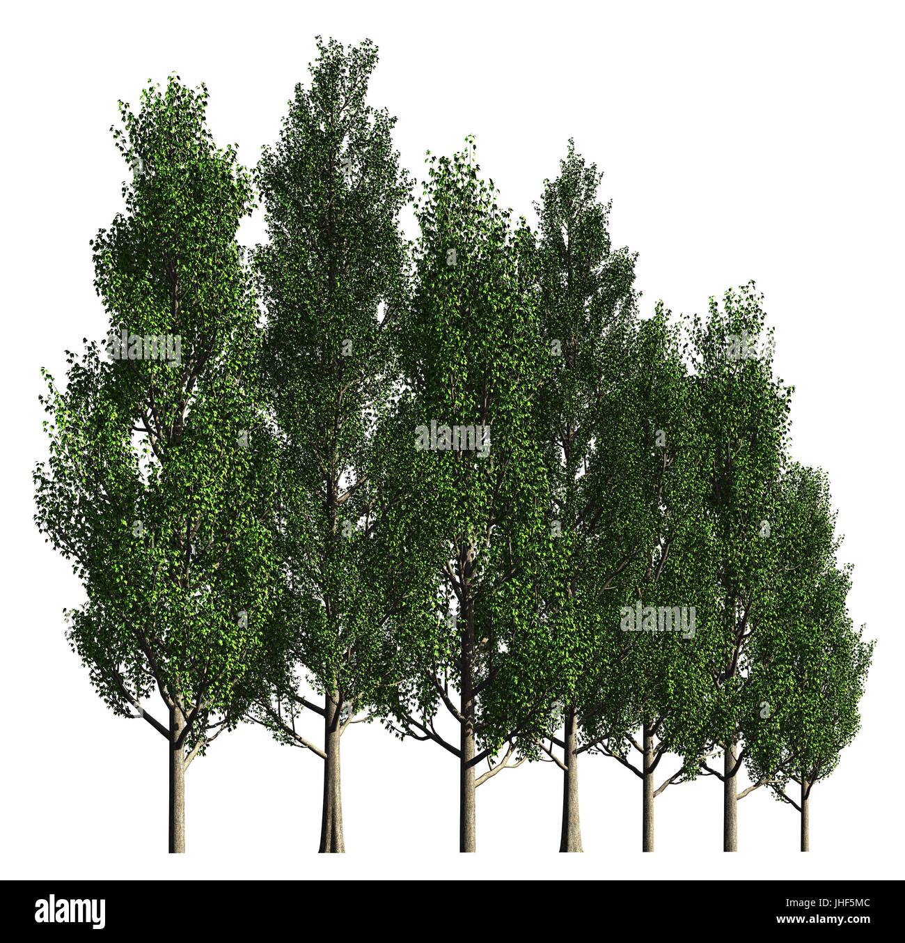 3D illustration trees row isolated on white, can be used for matte ...