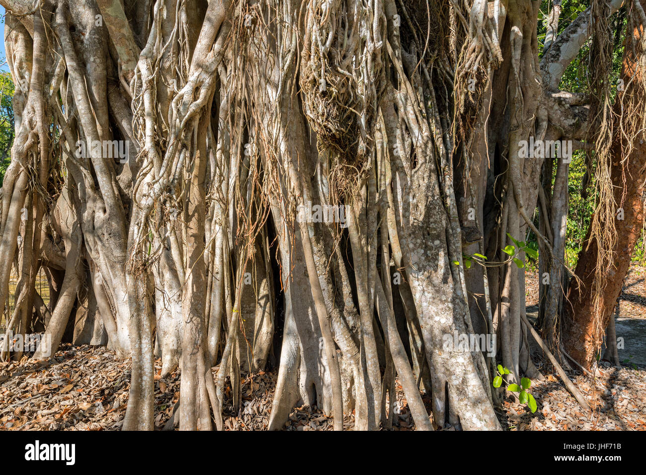 Dense jungle vines near Becan, Mexico Stock Photo