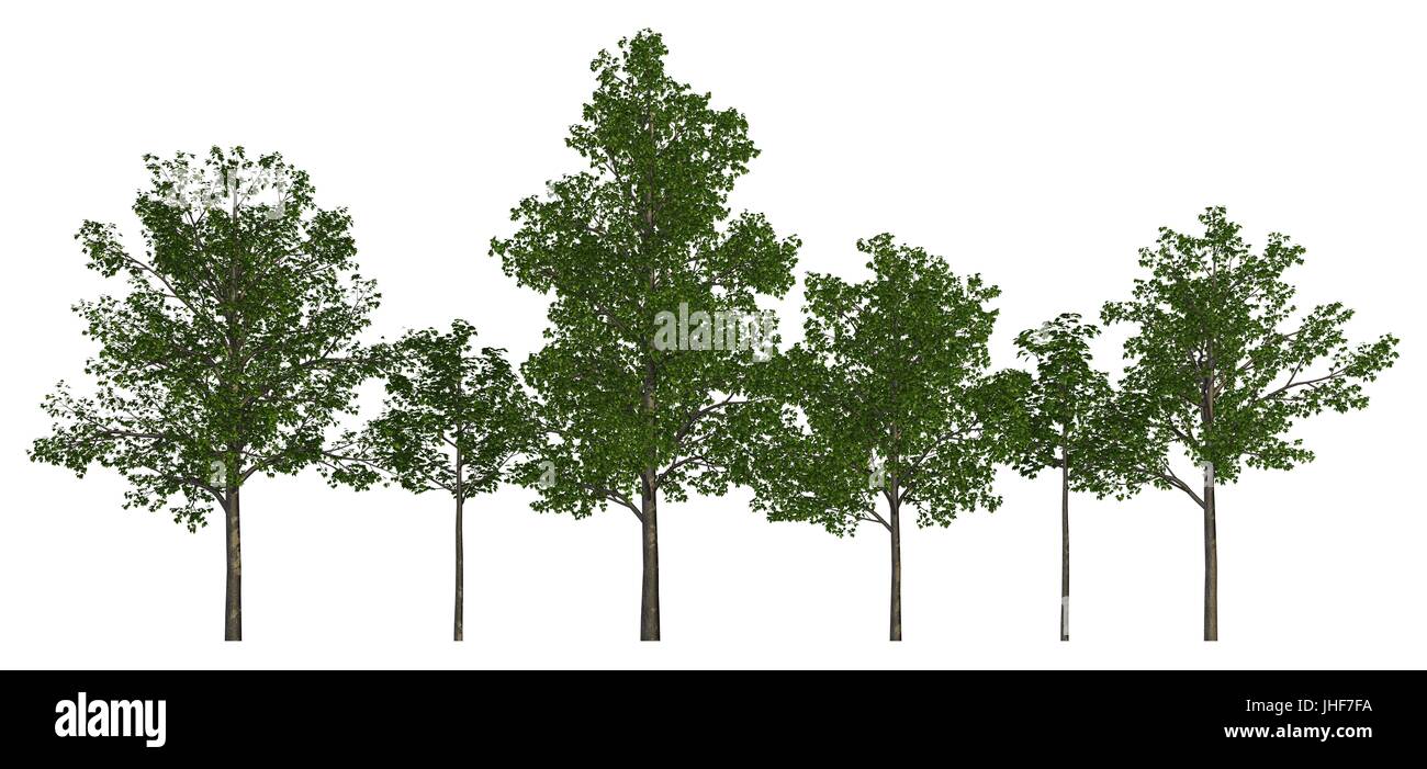 3D illustration trees row isolated on white, can be used for matte ...