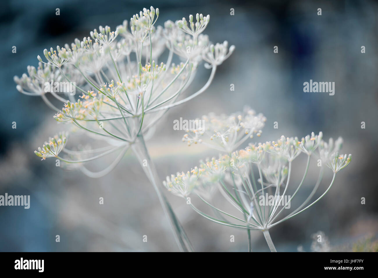 Macro closeup of flowering dill herb cluster flowers growing in garden Stock Photo
