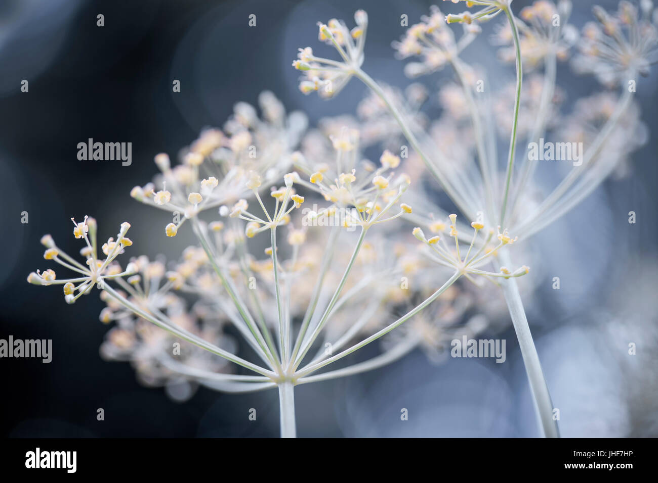 Macro closeup of flowering dill herb cluster flowers growing in garden Stock Photo