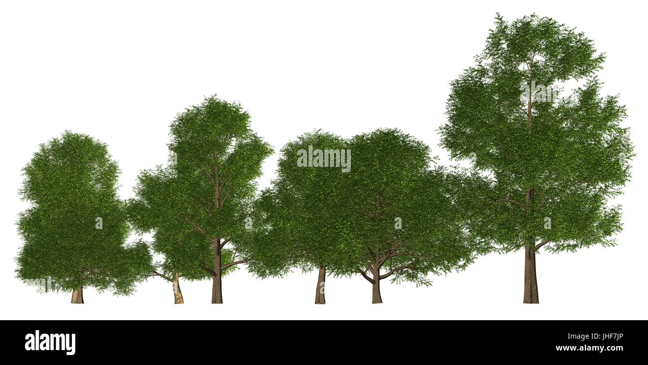 3D illustration trees row isolated on white, can be used for matte ...