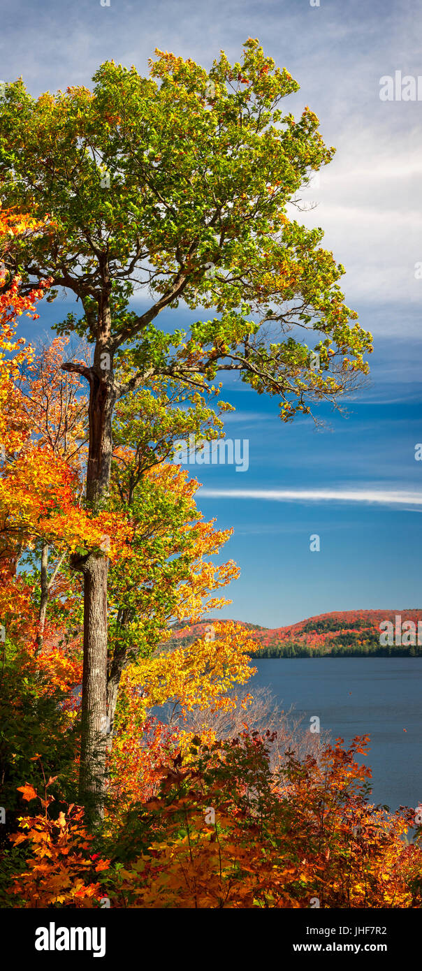Tall oak tree on autumn lake shore and colorful fall forest, vertical panorama. Algonquin Park, Canada. Stock Photo