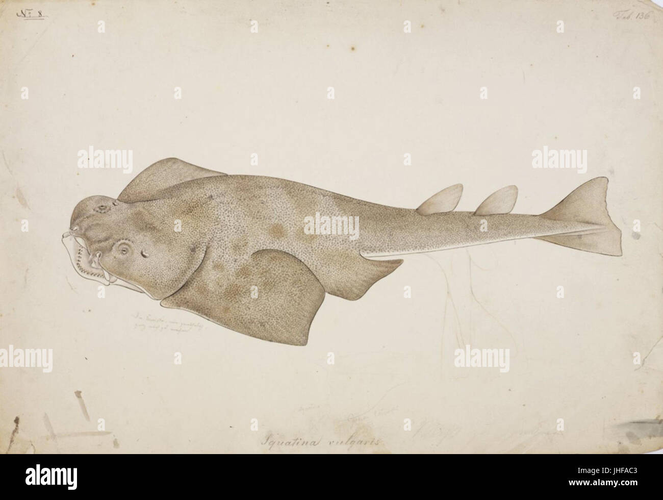 Naturalis Biodiversity Center - RMNH.ART.48 - Squatina japonica Bleeker ...