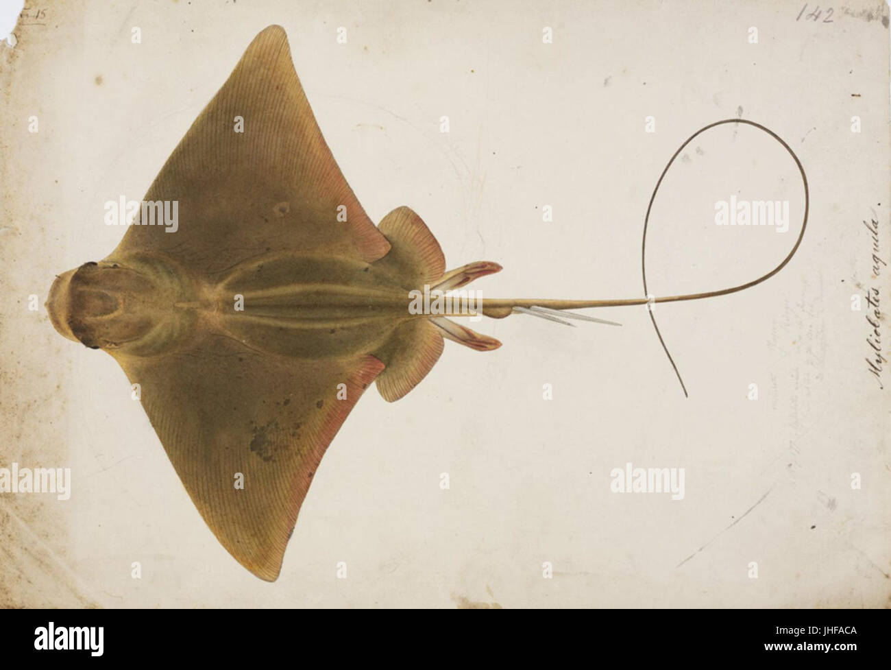 Naturalis Biodiversity Center - RMNH.ART.54 - Holorhinus tobijei ...