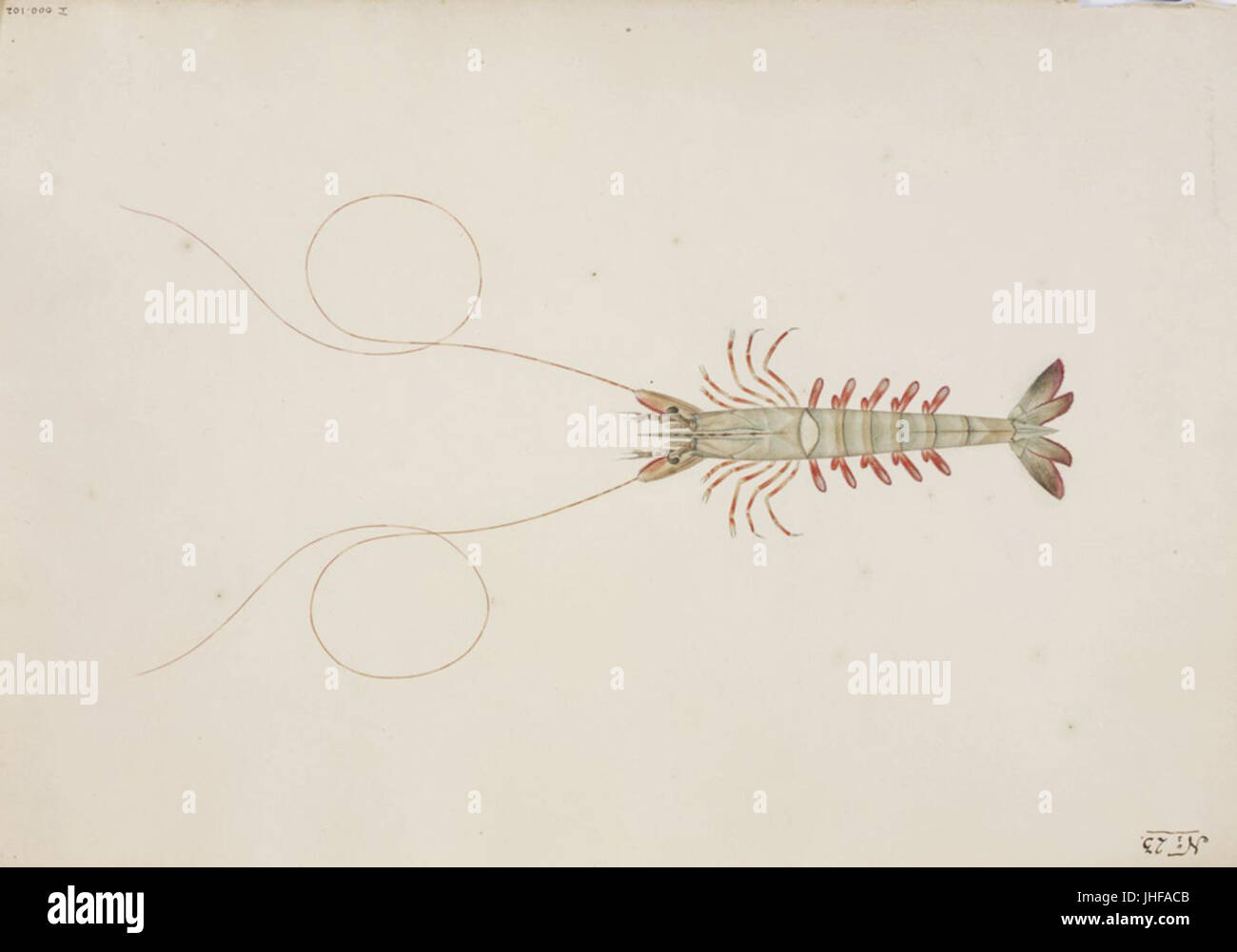 Naturalis Biodiversity Center - RMNH.ART.55 - Penaeus semisulcatus - Kawahara Keiga - 1823 - 1829 - Siebold Collection - pencil drawing - water colour Stock Photo
