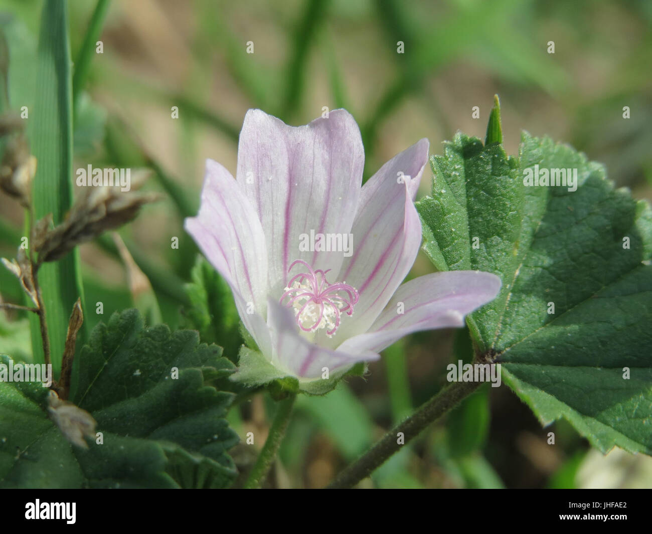 Asian plant families hi-res stock photography and images - Alamy