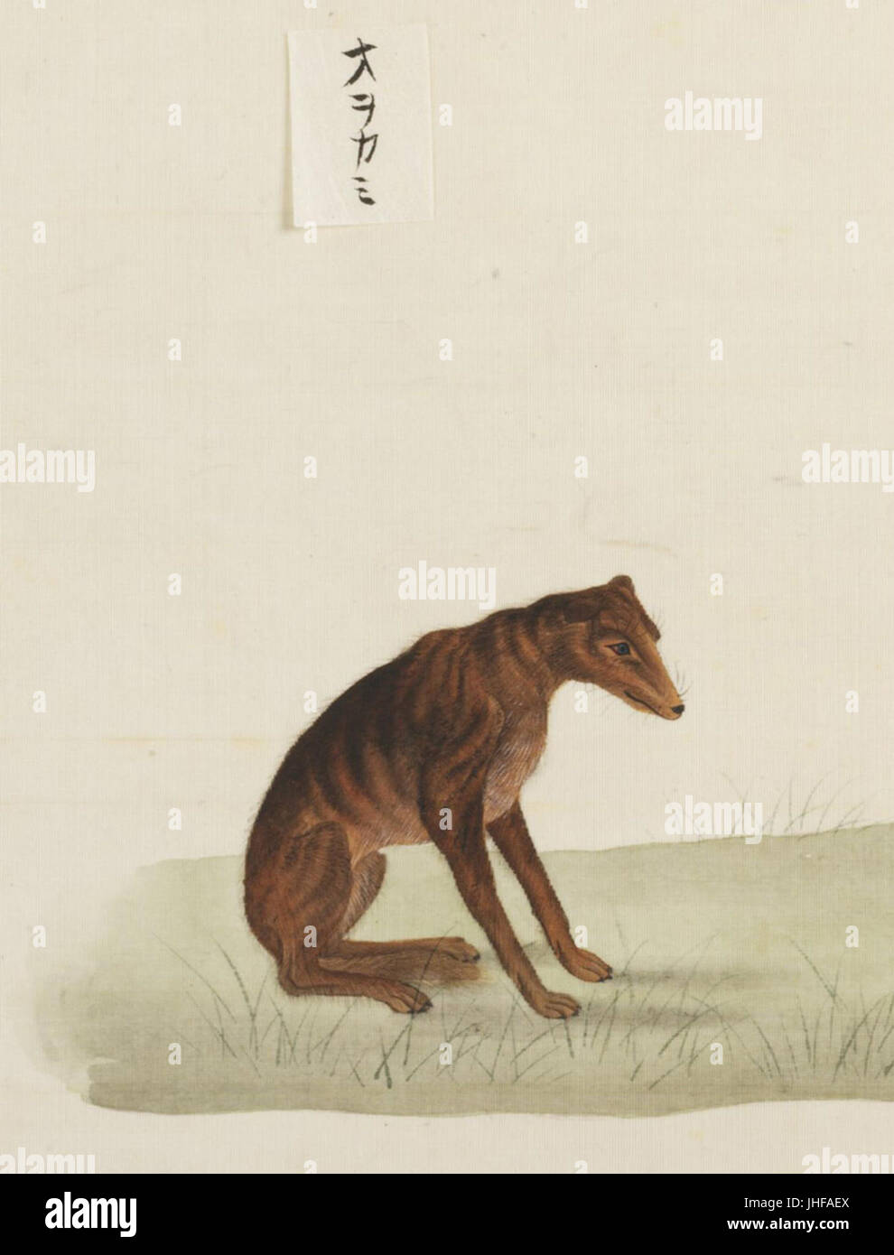 人気が高い stock hi-res hodophilax lupus Canis photography images and 絵画
