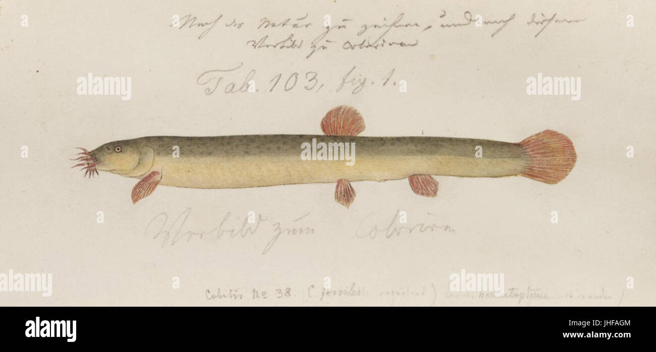 Naturalis Biodiversity Center - RMNH.ART.141 - Misgurnus anguillicaudatus (Cantor) - Kawahara Keiga - 1823 - 1829 - Siebold Collection - pencil drawing - water colour Stock Photo