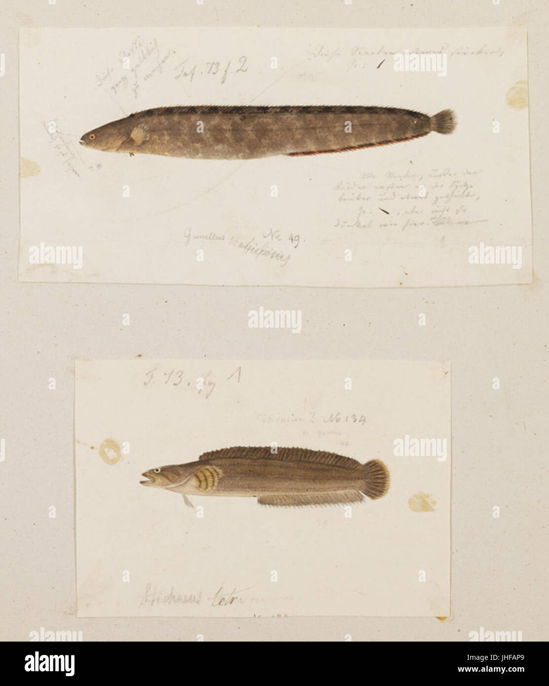 Naturalis Biodiversity Center - RMNH.ART.204 - Tridentiger obscurus - Periophthalmus cantonensis - Kawahara Keiga - 1823 - 1829 - Siebold Collection - pencil drawing - water colour Stock Photo