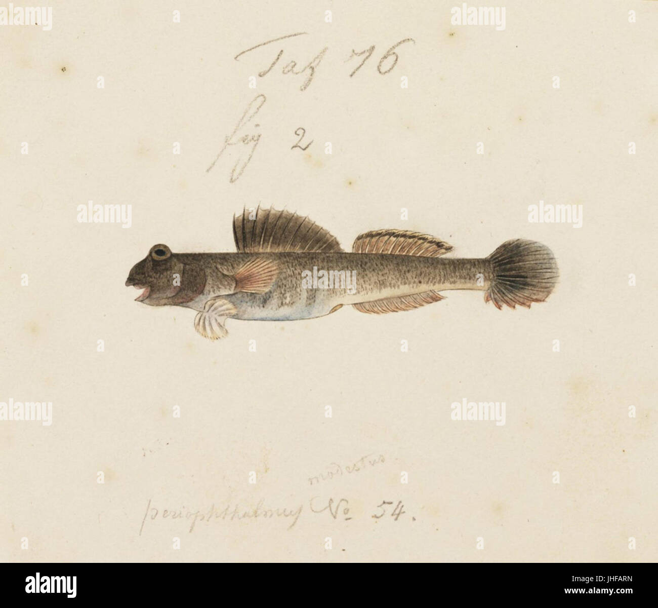 Naturalis Biodiversity Center - RMNH.ART.232 - Periophthalmus cantonensis (Osbeck) - Kawahara Keiga - 1823 - 1829 - Siebold Collection - pencil drawing - water colour Stock Photo