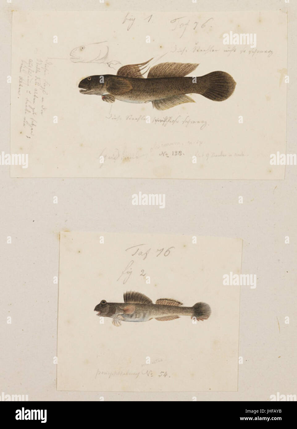 Naturalis Biodiversity Center - RMNH.ART.203 - Pseudolabrus japonicus - Halichoeres poecilopterus - Kawahara Keiga - 1823 - 1829 - Siebold Collection - pencil drawing - water colour Stock Photo