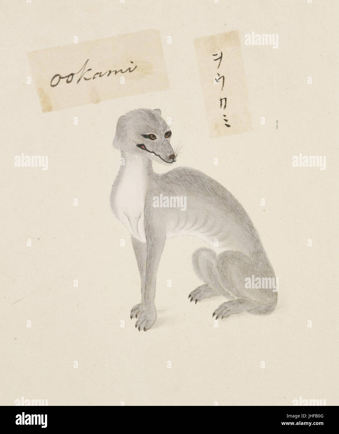 【お取り寄せ】 Canis lupus hodophilax hi-res stock photography and images 絵画