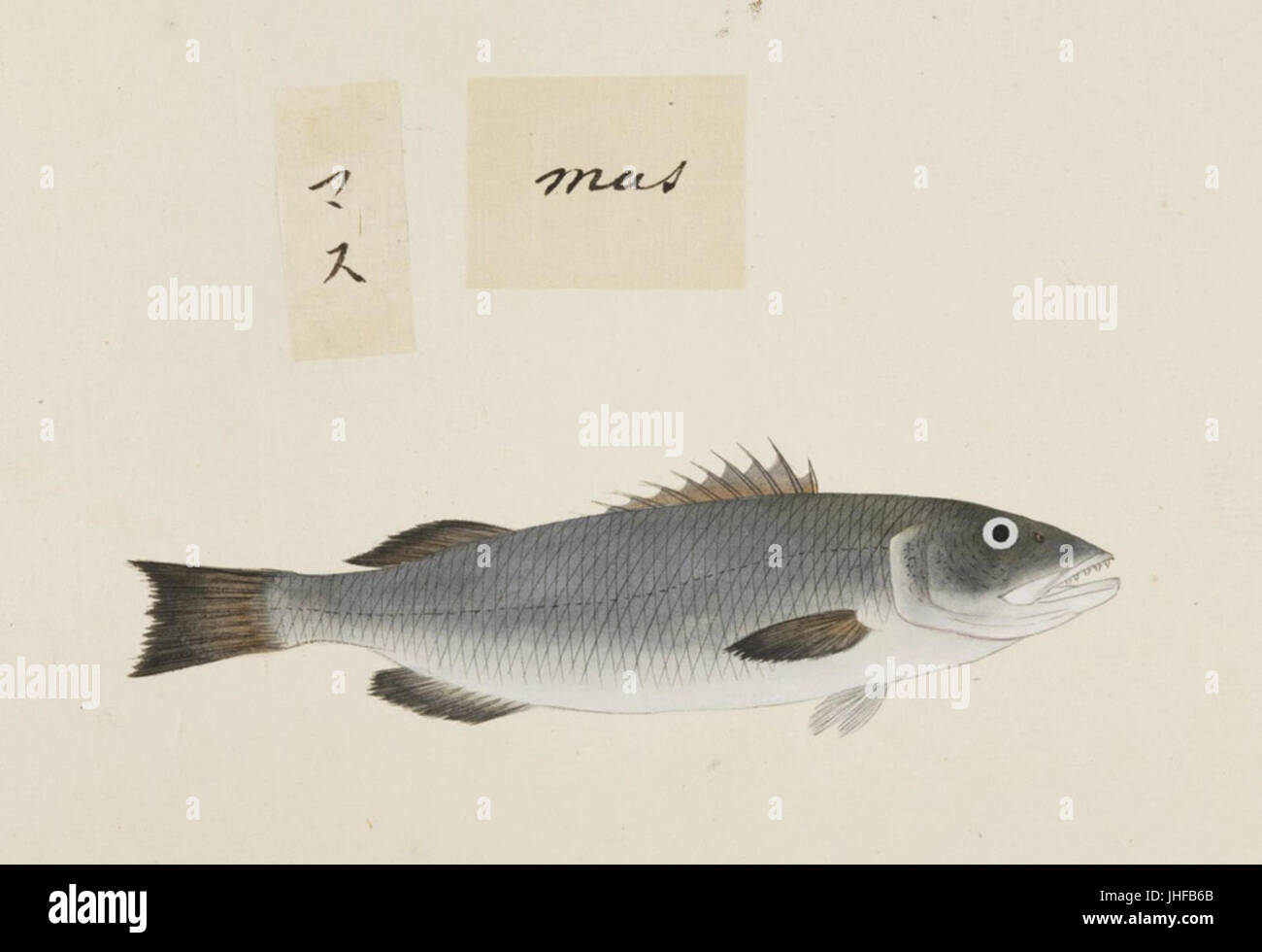 Naturalis Biodiversity Center - RMNH.ART.490 - Unidentified fish - Kawahara Keiga - 1823 - 1829 - Siebold Collection - pencil drawing - water colour Stock Photo
