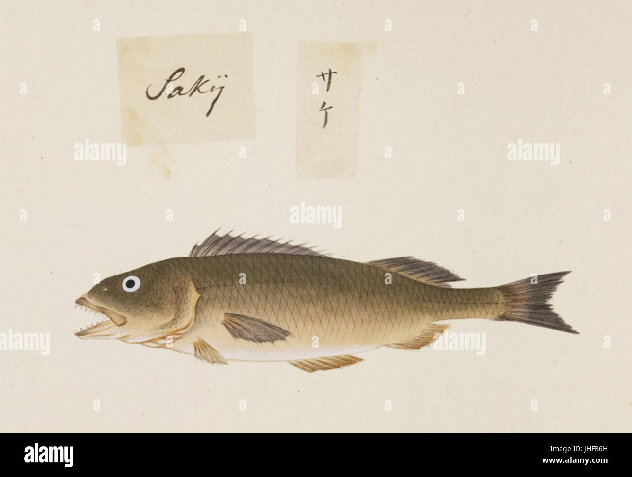 Naturalis Biodiversity Center - RMNH.ART.494 - Unidentified fish - Kawahara Keiga - 1823 - 1829 - Siebold Collection - pencil drawing - water colour Stock Photo