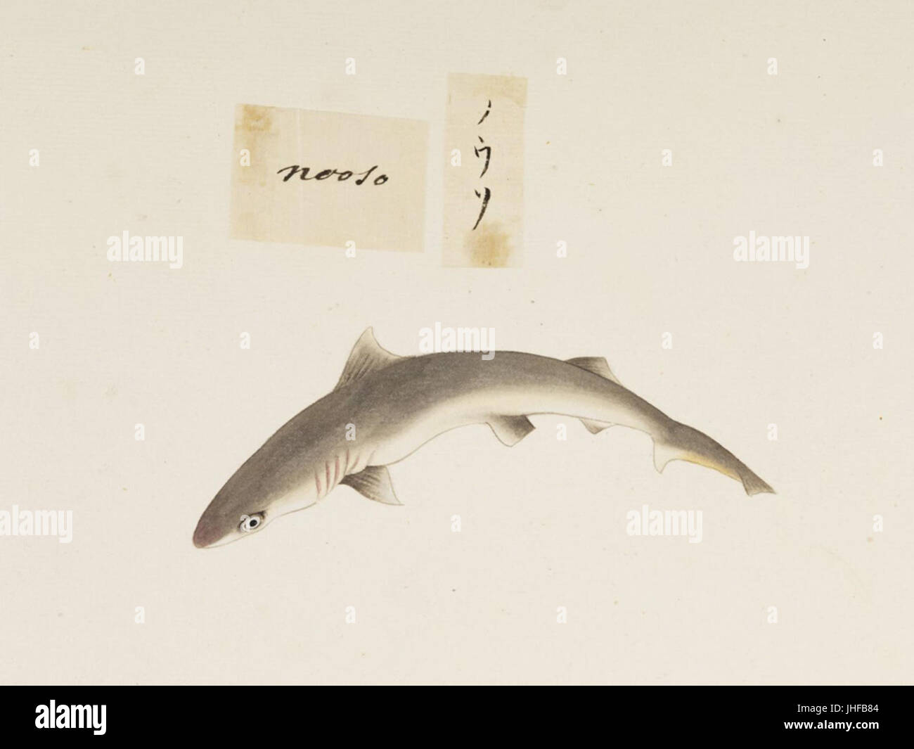 Naturalis Biodiversity Center - RMNH.ART.529 - Unidentified fish - Kawahara Keiga - 1823 - 1829 - Siebold Collection - pencil drawing - water colour Stock Photo